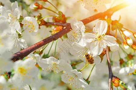 蜜蜂为树上的樱桃花授粉图片