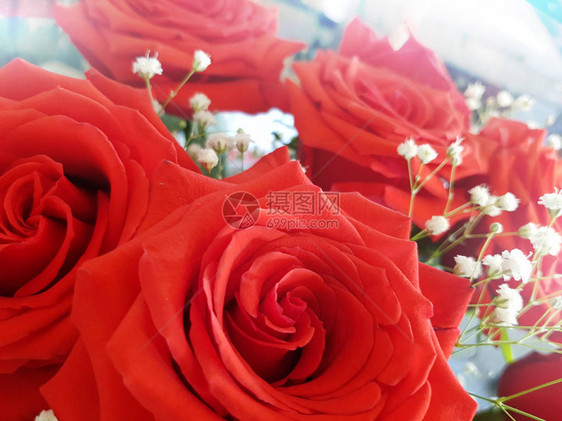 一束美丽的鲜红玫瑰图片
