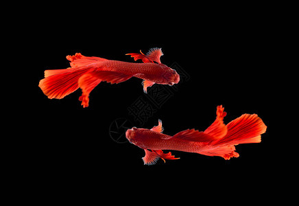 红色暹罗战鱼丝尾斗鱼贝塔光芒图片