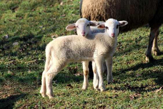 两只可爱的小毛羊羔站在未割草的地上在温暖的冬图片