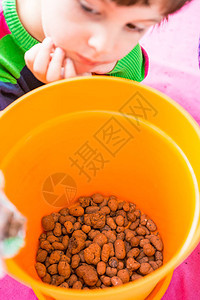 用于室内植物的排水花盆在新容器中移植物第一层土一个孩子学习重新种花图片