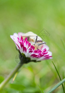 一只小蜗牛坐在雏菊花上图片
