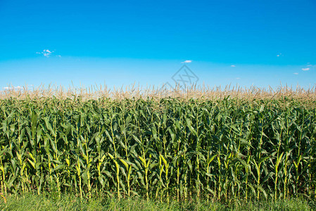 阳光明媚的日子里的绿色玉米田背景图片