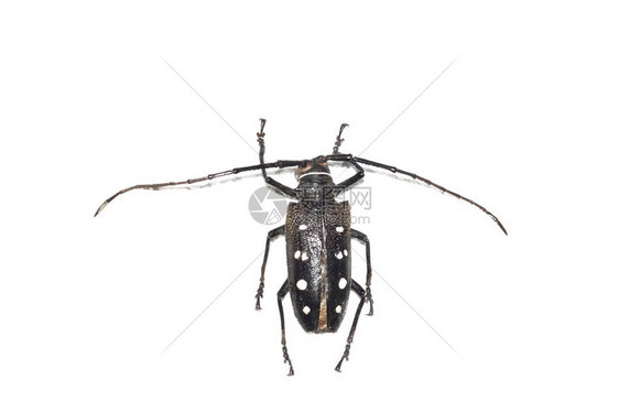 大棕色甲虫关闭孤立在白色背景图片