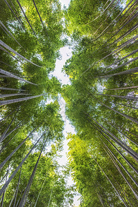 日本京都雅林山Arash图片