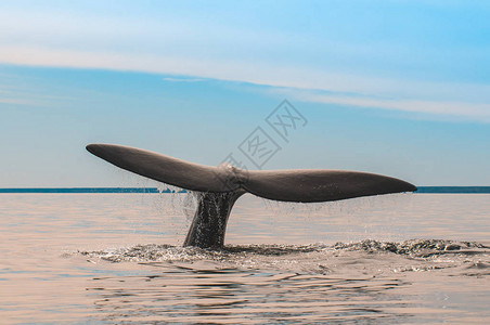 阿根廷马德林港的巨鲸尾巴图片