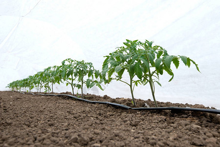 温室中的番茄植物和滴灌系统选择聚图片