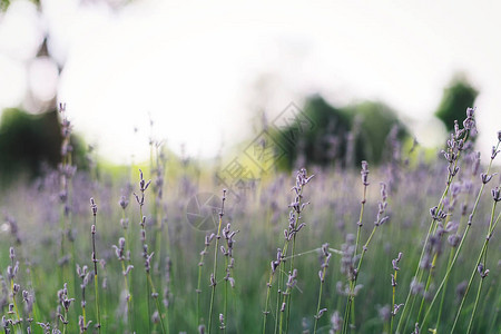 美丽的薰衣草花特写在草地上阳光明媚的晨光中山中的薰衣草田芳香草药大气平静的乡村形背景图片