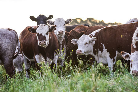 放牧的奶牛潘帕斯草原阿根廷图片