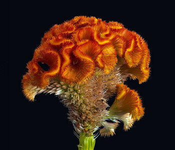 渐变图案鸡冠花图片