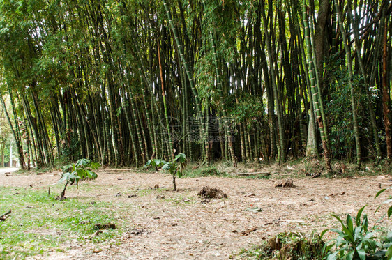 美丽的绿竹林的竹子分支图片