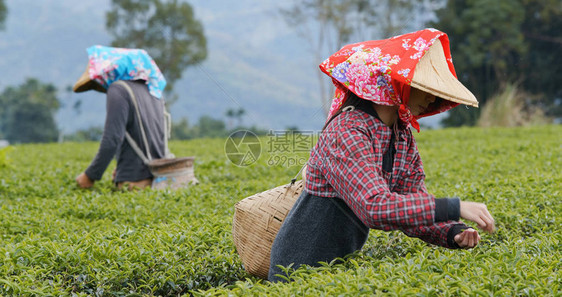 人们在农场里摘清茶图片