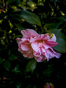 花园里的粉红色杜鹃花图片