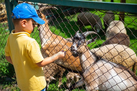 在联系动物园喂羊的小图片