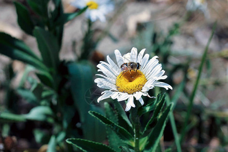 蜜蜂授粉花图片