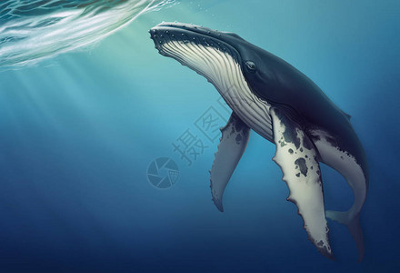 水下鲸鱼真实地展示了一头海豚在公图片
