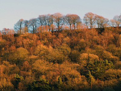 秋金林树覆盖一座陡峭的山坡高背景图片