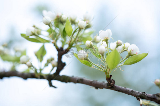 春天花园里的苹果花盛开图片