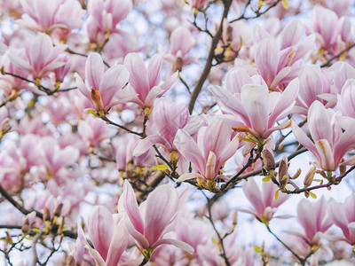 春季的花朵美丽的Magnolia粉红色花卉树图片