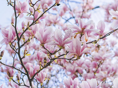 春季的花朵美丽的Magnolia粉红色花卉树图片