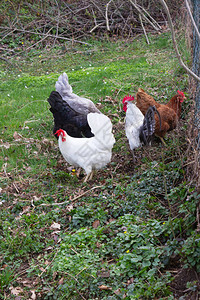 春天在南德的鸡棚花园里养鸡图片
