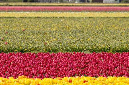 春季在荷兰Noordwijkerhout附近的Tulip田图片