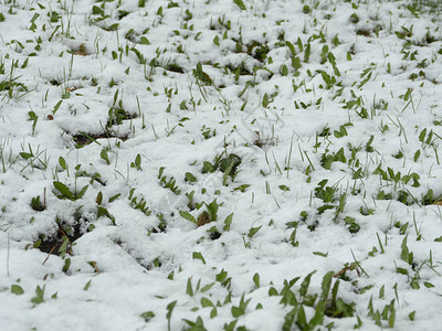 春天的雪落在变化无常的天背景图片