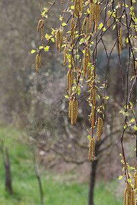 Birch分支图片