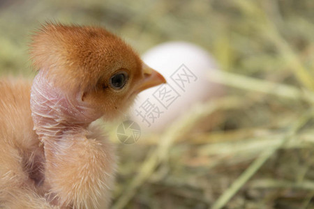 巢中黄色鸡黄色小鸡农场巢中新鲜鸡蛋的特写家图片