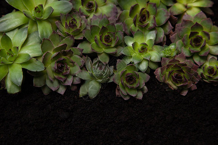 黑色背景上的不同Aeoniums组绿色粉红色和黄色图片