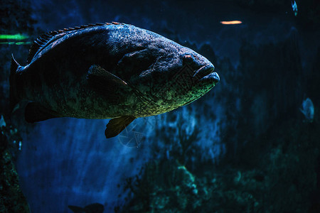 鱼的特写照片海洋水族馆的水下生活图片