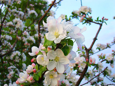在春天苹果树的枝子和新娘的服装相似图片