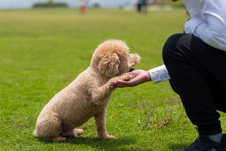 狗贵宾犬与主人握手图片