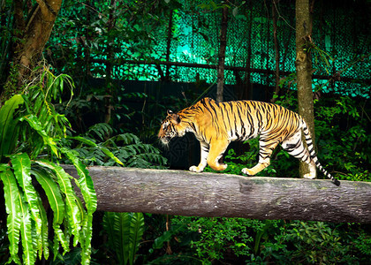 孟加拉虎苏门答腊虎在木图片