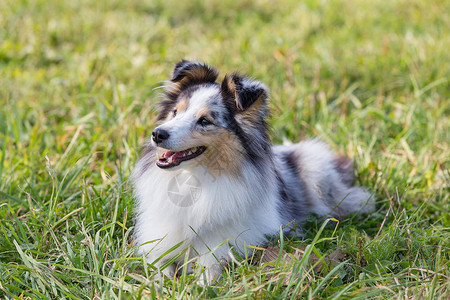 阳光明媚的夏日一只狗坐在绿草地上图片