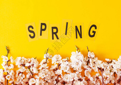春假的节日背景在颜色背景的春天的花朵杏花顶视图在彩色背景上的杏图片