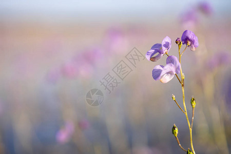 紧贴下方水花乌特里科丽亚沃尔堡或冷布林盖植物图片