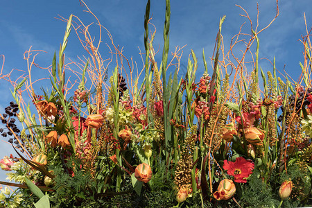 用热带花卉装饰蓝天的植物区系图片