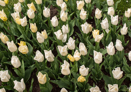 花园里的白色郁金香图片