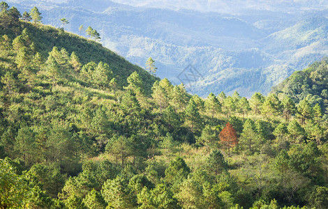 山背景绿树森林右架中的杰出干树LanHinPeeViewPointPhuLangkaNationalParkPhayaoNort图片