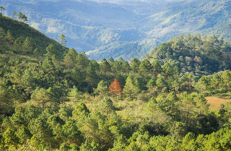 在有山背景的绿树森林中的杰出干树LanHinPeeViewPointPhuLangkaNationalParkPhayaoNor图片