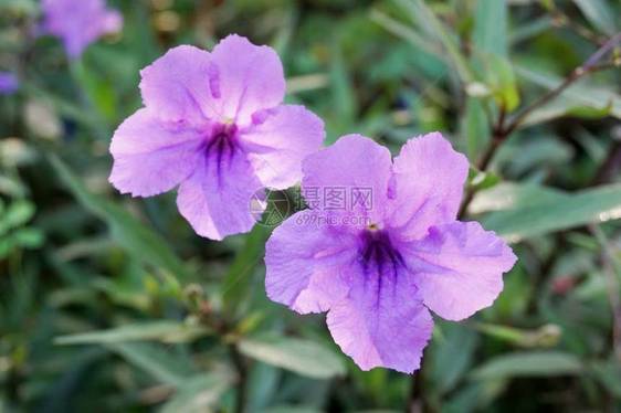 自然花园中的紫色花朵罗埃图片