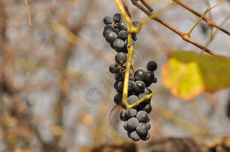 葡萄藤上的一串葡萄背景图片