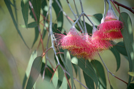 澳大利亚本土马利树Eucalyptuscaesia图片