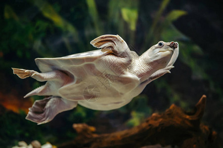 猪鼻乌龟在水族馆里游泳图片