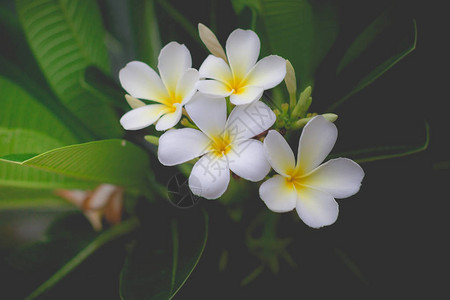 花园中白花的香味图片