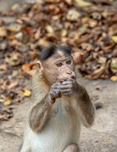 野外吃奶油饼干的印地安人猴子图片