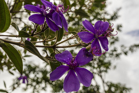紫色花朵Tibouchina或光荣树图片