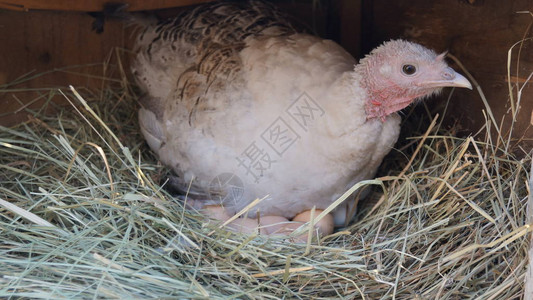 巢中的母鸡用蛋火鸡图片