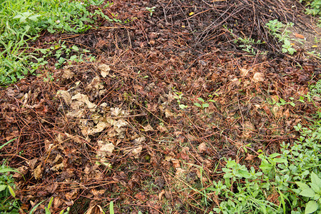 脏地上湿落叶腐烂的叶子质地图片